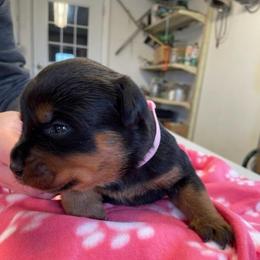 Female 8 - Black and rust female Rottweiler puppy in Aspers, Pennsylvania from Vom Uberlegenen Rottweilers