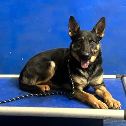 Honor - Black and tan female German Shepherd puppy in Sierra Vista, Arizona from KnightWatch K-9