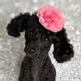 Sophie - Poodle