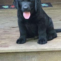 Labrador Retriever Puppies from Belle Isle