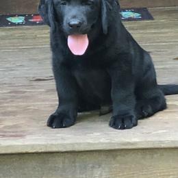 Labrador Retriever Puppies from Belle Isle