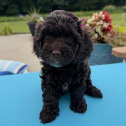 Pink Girl - Brown female Cockapoo puppy in Fort Gibson, Oklahoma from Waggle Doodles