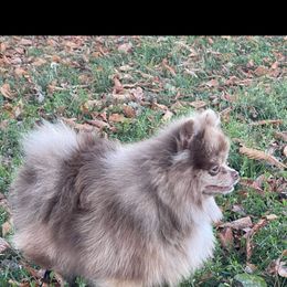 Channel - Pomeranian