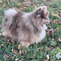Channel - Pomeranian