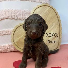 Nolan - Phantom male Goldendoodle puppy in Calhoun, Georgia from FamilyLoved Doodles