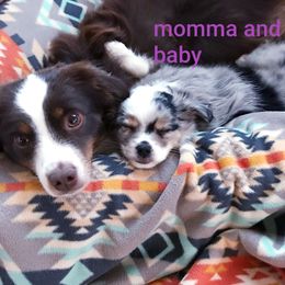 Australian Shepherd Puppies from Crazy 8 Aussies