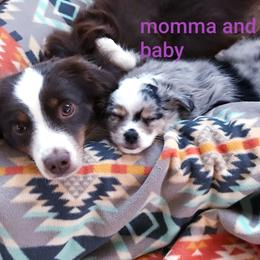 Australian Shepherd Puppies from Crazy 8 Aussies