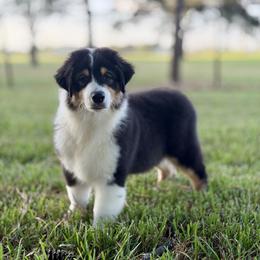 Jefferson - Black tri-color male Australian Shepherd puppy in Crosby, Texas from Monarch Australian Shepherds
