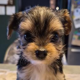 Yorkshire Terriers from Colorado Canyon Ranch Yorkies