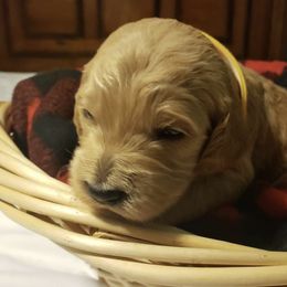 Golden Retriever and Goldendoodle Puppies from Penny Doodles