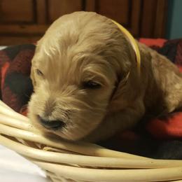 Golden Retriever and Goldendoodle Puppies from Penny Doodles