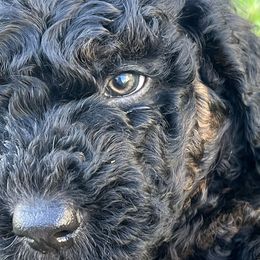 Boy 1 - Phantom Goldendoodle puppy in Anderson, California from Sunshine Country Doodles