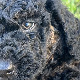 Boy 1 - Phantom Goldendoodle puppy in Anderson, California from Sunshine Country Doodles