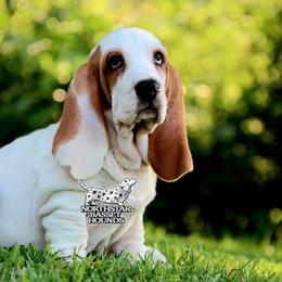 Pirate - Red and white male Basset Hound puppy in Pollock, Missouri from Northstar