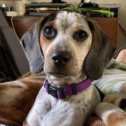 Gemma - Beagle