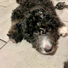 Bernedoodle Puppies from Orlando Bernedoodles
