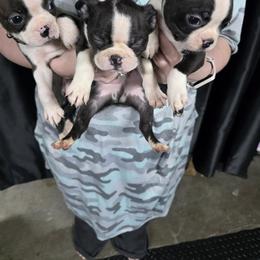 Boston Terrier Puppies from 907 Bostons