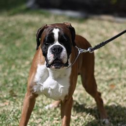 Twister - Boxer