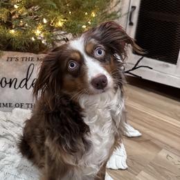 Faith  - Miniature Australian Shepherd