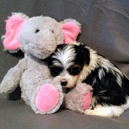 Biewer Terrier Puppies from Licks and Wags