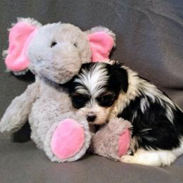 Biewer Terrier Puppies from Licks and Wags