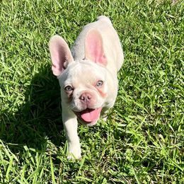 French Bulldogs from RP French Bulldogs