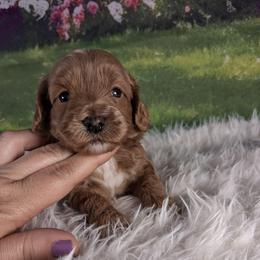 Sunny F1b - Apricot male Cavapoo puppy in Centerton, Arkansas from Velvet Paws Cavapoos