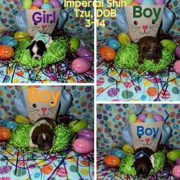 Shih Tzu puppies from Shih Tzu by MayMay