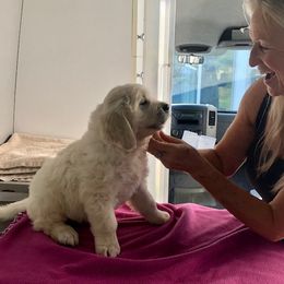 Golden Retriever Puppies from West Coast Cream Goldens