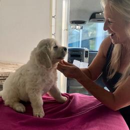 Golden Retriever Puppies from West Coast Cream Goldens