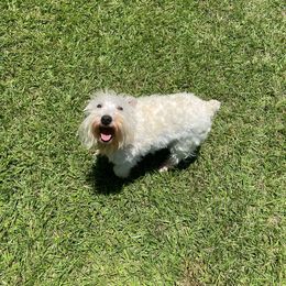 Alrington - Miniature Schnauzer