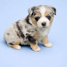 Tuk - Blue merle female Miniature Australian Shepherd puppy in Orrtanna, Pennsylvania from Mountain Top Shepherd's