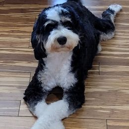 Denali - Bernedoodle