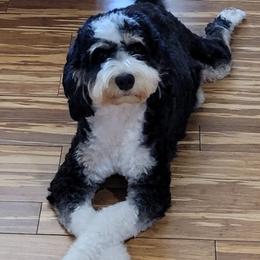 Denali - Bernedoodle