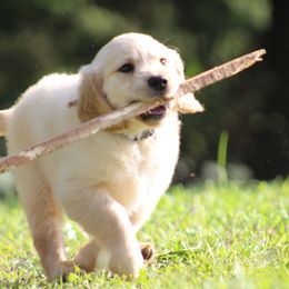 Golden Retriever Puppies from Golden Barnes Kennel