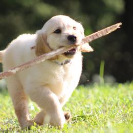 Golden Retriever Puppies from Golden Barnes Kennel