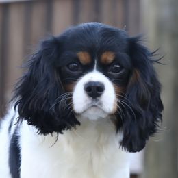 Bouvet - Cavalier King Charles Spaniel