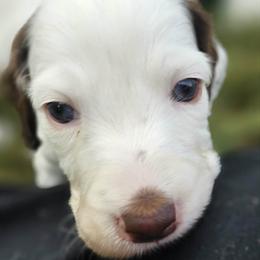 Girl 2 - Liver Tri - both ears and spot on back - Liver belton female English Setter puppy in Boise, Idaho from English Setters of the Eyrie