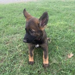 Bailey - Pink Collar Female - Sable female German Shepherd puppy in Milan, Illinois from Stonewick German Shepherds