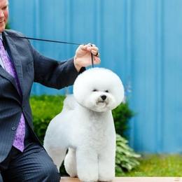 Bichon Frises from Legend Bichons