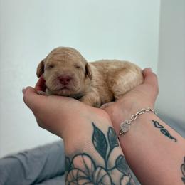 Pecan - Cream female Goldendoodle puppy in Mesa, Arizona from Schmidt’s Doxies N Doodles