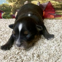 Black Tri-1 Dot - Black tri female Miniature Australian Shepherd puppy in Ronan, Montana from Dirt Road Aussie’s of Montana