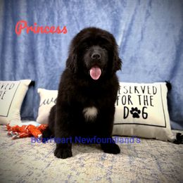 Princess - Black Newfoundland puppy in Cortez, Colorado from Bear Heart Newfoundlands, LLC