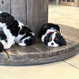 Basset Hound, Cavalier King Charles Spaniel, and Mastiff Puppies from Southern Oaks Kennel