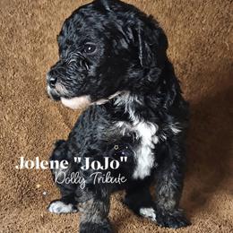 JoJo - Black female Poodle puppy in Poplarville, Mississippi from Hatch & Homestead LLC