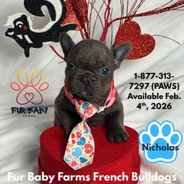 Nicholas - Blue male French Bulldog puppy in Michigan from Fur Baby Farms