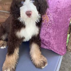 Belle - Aussiedoodle puppy from Shepherd Hill Doodles