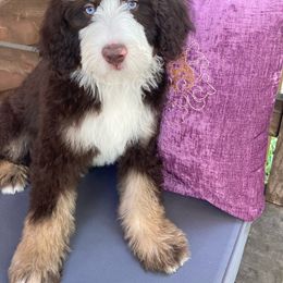 Belle - Aussiedoodle puppy from Shepherd Hill Doodles