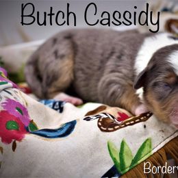 Miniature American Shepherd Puppies from Borderview Aussies
