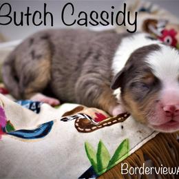 Miniature American Shepherd Puppies from Borderview Aussies